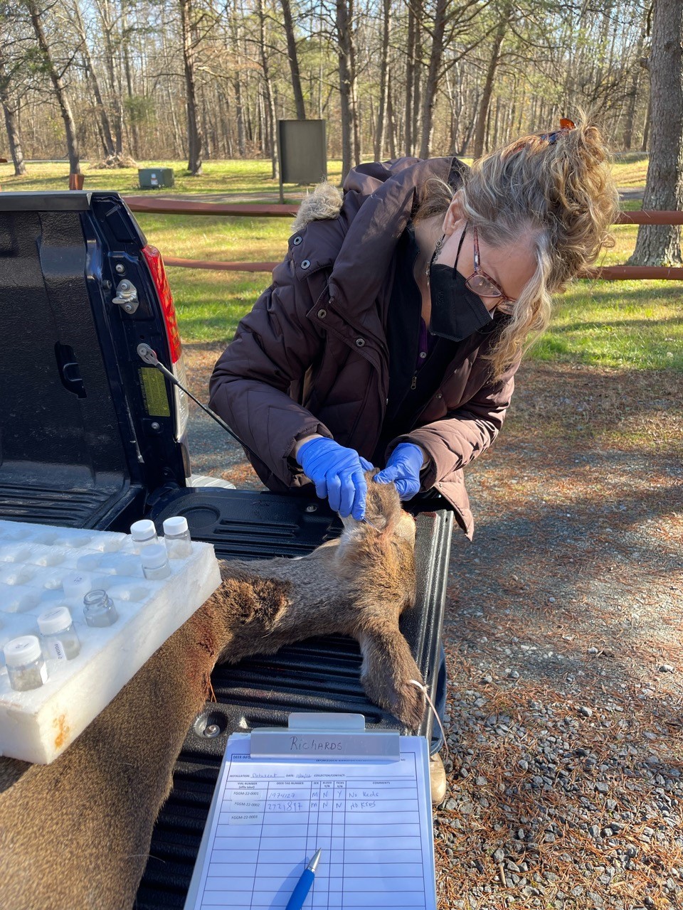 A member of the ESD team examines a deer for ticks and other parasites